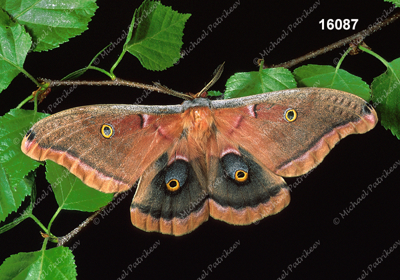 Polyphemus Moth (Antheraea polyphemus)